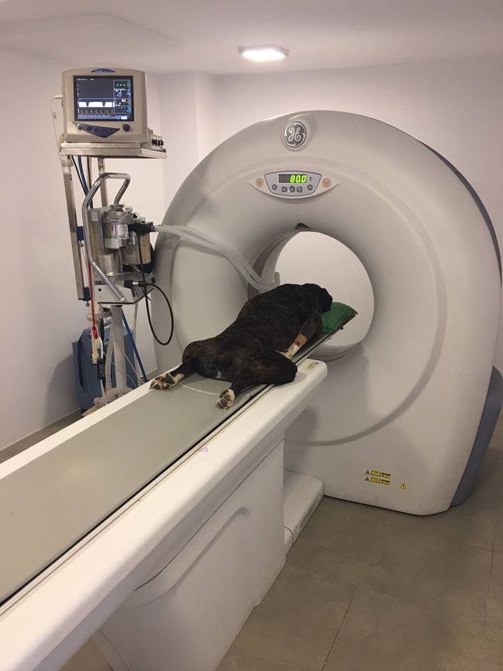 Consulta Traumatología - Neurología